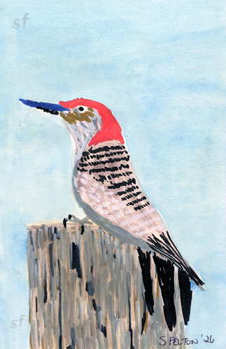 Red-bellied Woodpecker